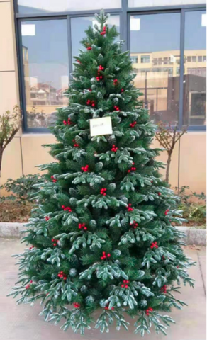 Royal majestic Fir densest Christmas Tree