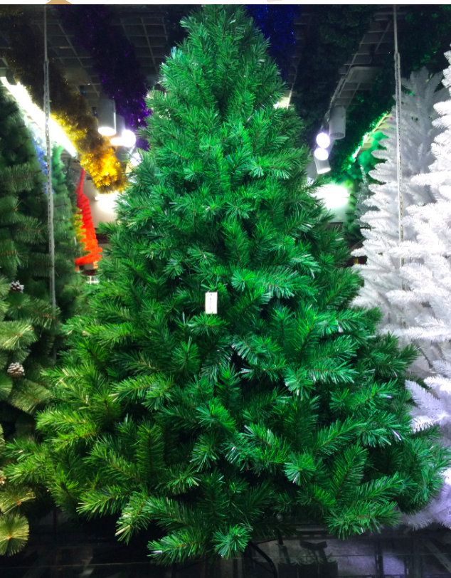 Grand Fir Christmas Tree 8 feet Christmas Tree