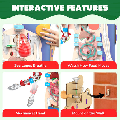 martivity Interactive Human Body Model for Kids 8-14 Years I Dynamic Body Parts & Organs + Learning Booklet | Birthday Gift for Boys & Girls(PACK OF 6)