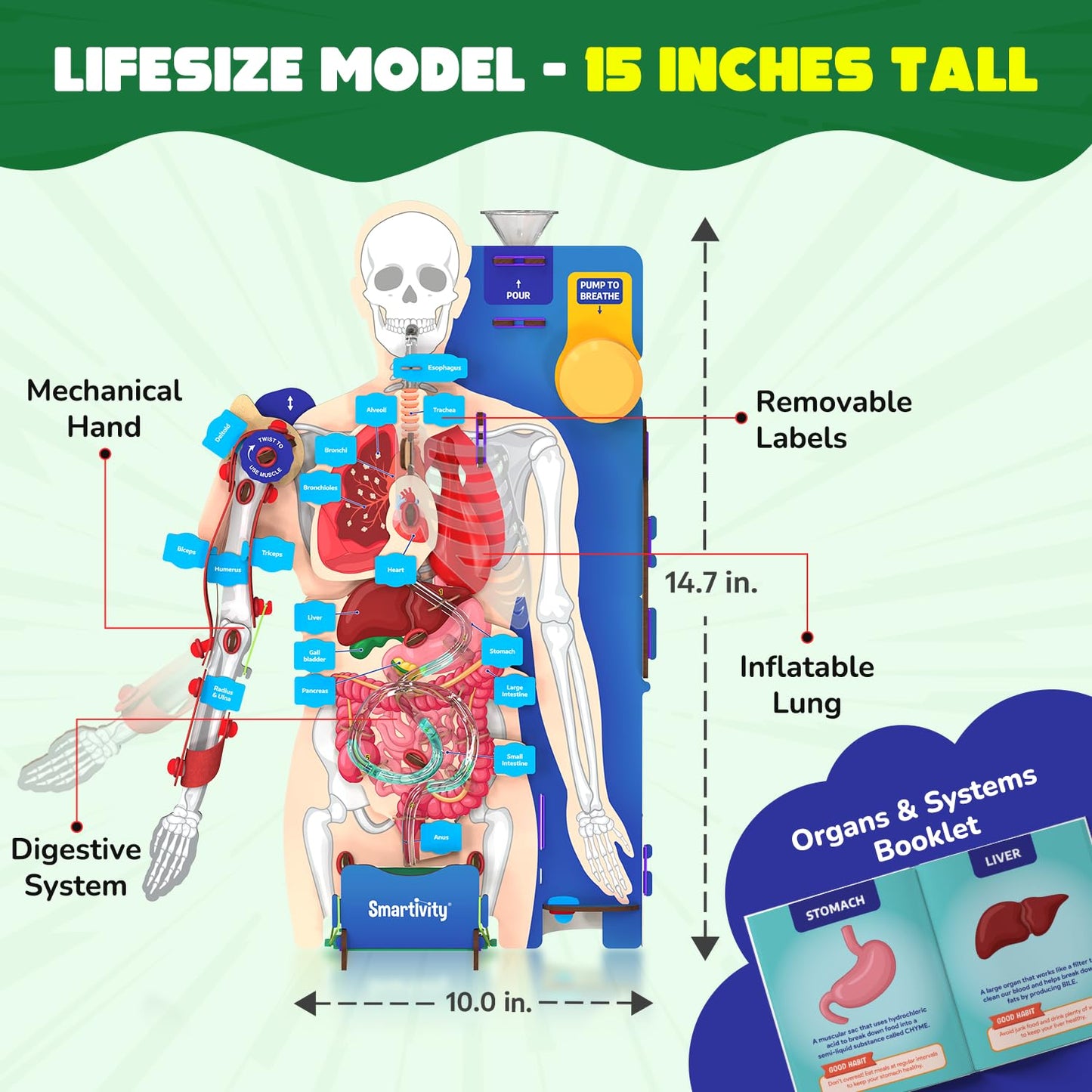 martivity Interactive Human Body Model for Kids 8-14 Years I Dynamic Body Parts & Organs + Learning Booklet | Birthday Gift for Boys & Girls(PACK OF 6)
