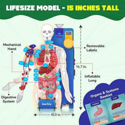 martivity Interactive Human Body Model for Kids 8-14 Years I Dynamic Body Parts & Organs + Learning Booklet | Birthday Gift for Boys & Girls(PACK OF 6)
