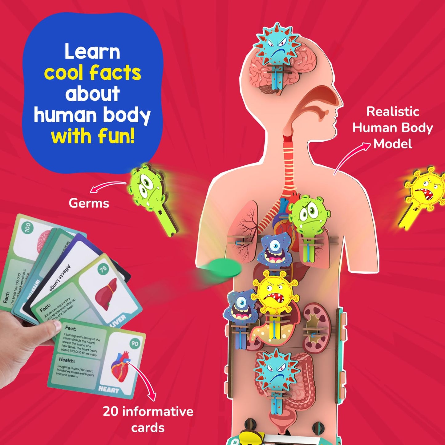 Smartivity Human Body Toy for Kids 6-12 Years|Body Organs & Functions|Birthday Gifts for Unisex|DIY Science Toys 6,7,8,9,10,11,12,13,14 Years Old I STEM Building Set Wooden Construction Game,79 Pcs(PACK OF 6)